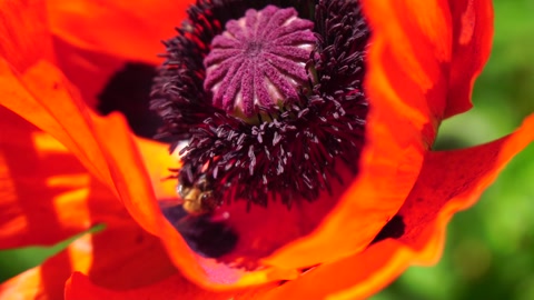 Red Poppy Flower Head close up of petal. Poppies in the meadow wild poppy field