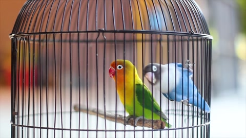 A pair of love birds in a cage, love birds, green and blue pet birds.