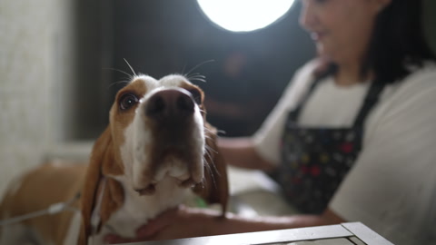 Professional Dog Grooming Services at a Local Pet Shop. Female employee Was..