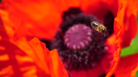 Red Poppy Flower Head close up of petal. Poppies in the meadow wild poppy field