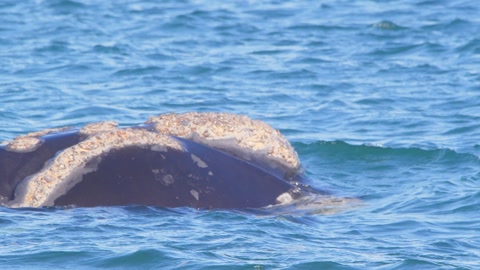 Slow motion side view of a Right Whale Floating and swimming at the