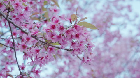 Beautiful pink petal of wild himalayan cherry tree blooming in spingtime