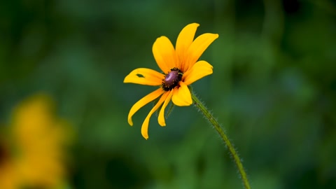 Beautiful yellow petal flower