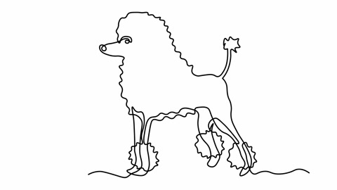 Self drawing animation one continuous line draw, logo,abstract Dog Poodle