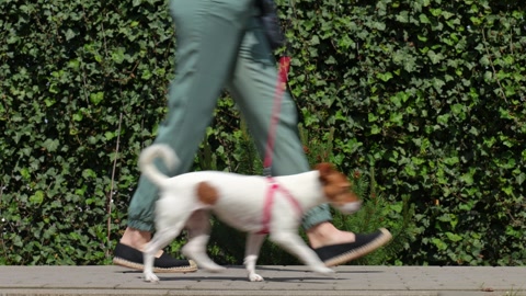 Dog Walker and Pet Walking At Sunny Day