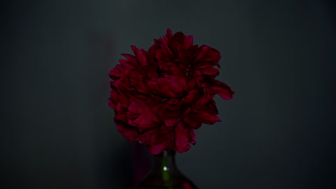 A lush burgundy peony close-up with a green stem in a glass vase and petal falls