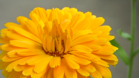 Closeup of Vibrant Yellow Calendula Blossom Showcasing Petal Details