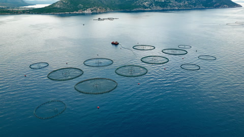 Offshore sea aquaculture cages fish farm, Future of seafood industry