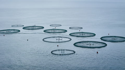 Offshore sea aquaculture cages fish farm, Future of seafood industry