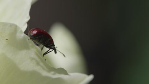 Close-up view of a beetle crawling on a white flower petal in a garden during