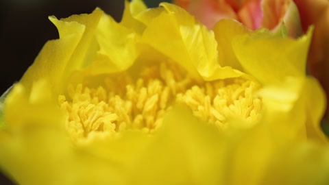 Vibrant yellow flower blooms in garden showcasing intricate petal details and