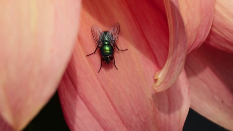 Fly on Dahlia Flower Petal